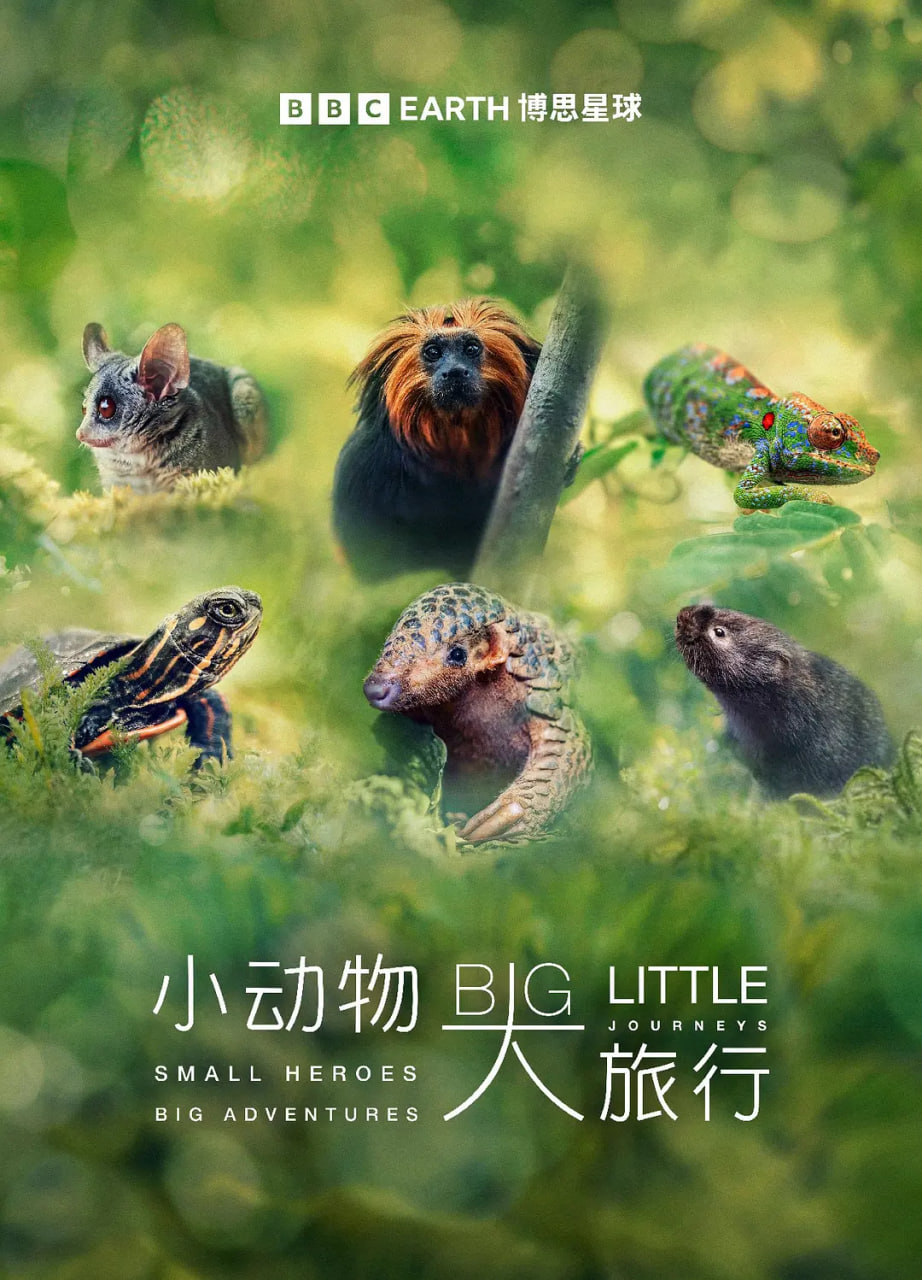 小动物 大旅行第一季